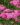 hajducka trava roze 1