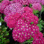 hajducka trava roze 2