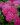 hajducka trava roze 2