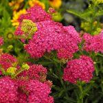 hajducka trava roze 3