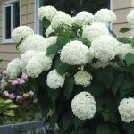 hortenzija anabela 1