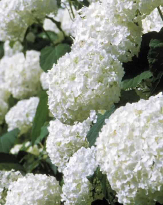 hortenzija anabela