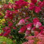 hortenzija wims red 1