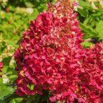 hortenzija wims red
