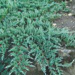 juniperus polegli 1