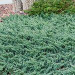 juniperus polegli 2