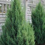 juniperus strikta 1
