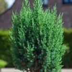 juniperus strikta 2