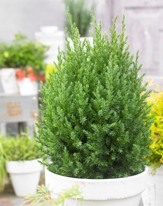 juniperus strikta