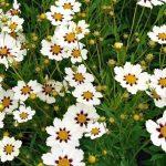 koreopsis beli 1