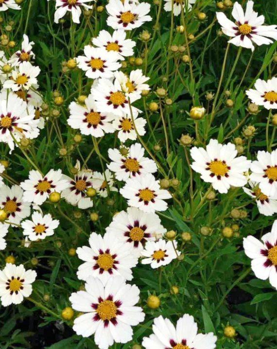 koreopsis beli 1