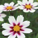 koreopsis beli 2