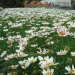 koreopsis beli 3