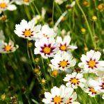 koreopsis beli 4