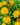 koreopsis cupavi 1