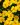 koreopsis grandiflora 1