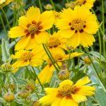 koreopsis sarenolisni 4