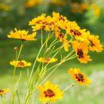 koreopsis sarenolisni 5