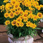koreopsis sterntaler 1