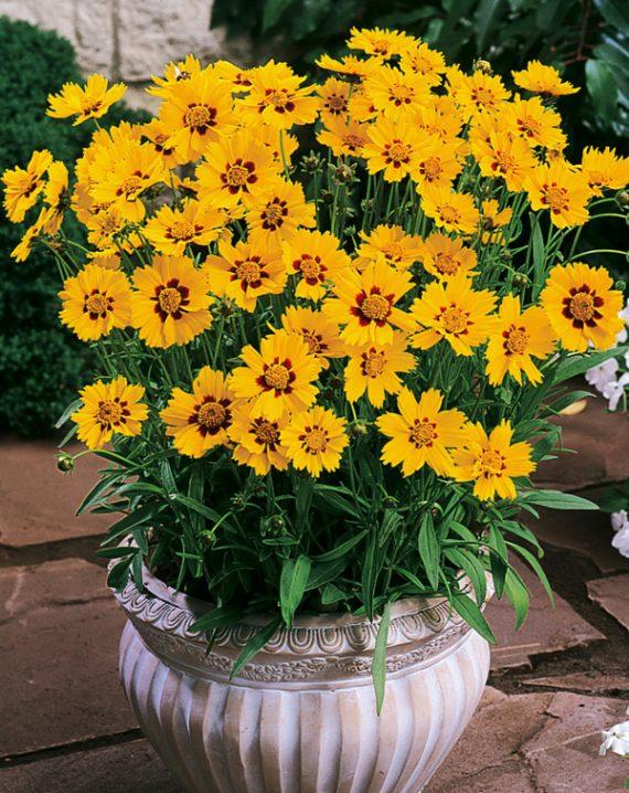 koreopsis sterntaler 1