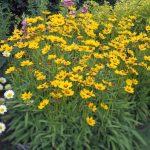 koreopsis sterntaler 3