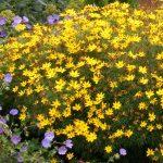 koreopsis zagreb 2