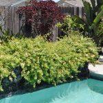 lonicera lemon beauty 1
