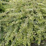 lonicera lemon beauty