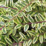 lonicera lemon beauty 3