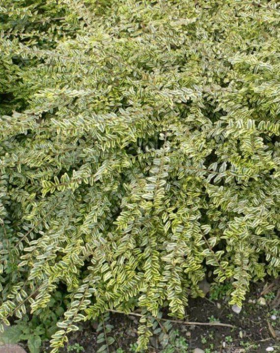 lonicera lemon beauty