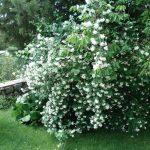 pajasmin 2