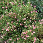 potentila roze 1