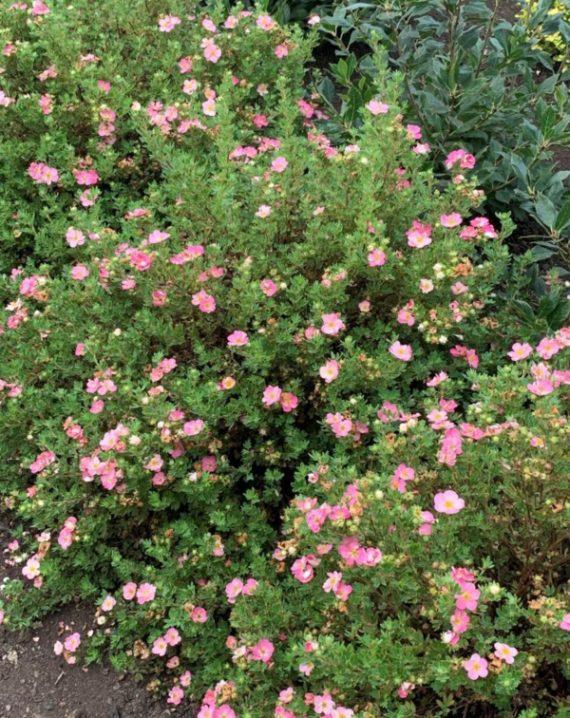 potentila roze 1
