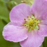 potentila roze 5