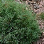 tuja ericoides 1