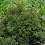 tuja ericoides