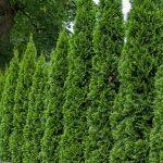 Thuja fence