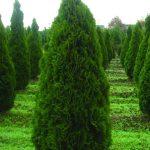 tuja smaragd 1