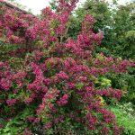 vajgela bristol ruby 1
