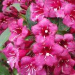 vajgela bristol ruby