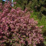 vajgela pink princess 1