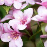 vajgela pink princess