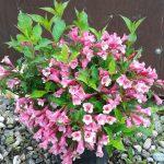 vajgela pink princess 2