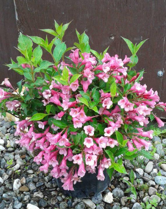 vajgela pink princess 2