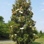 zimzelena magnolija 1