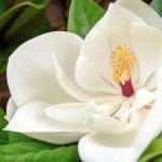 zimzelena magnolija
