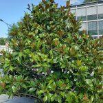 zimzelena magnolija 3