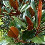zimzelena magnolija 4