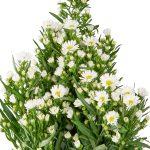 aster beli 2
