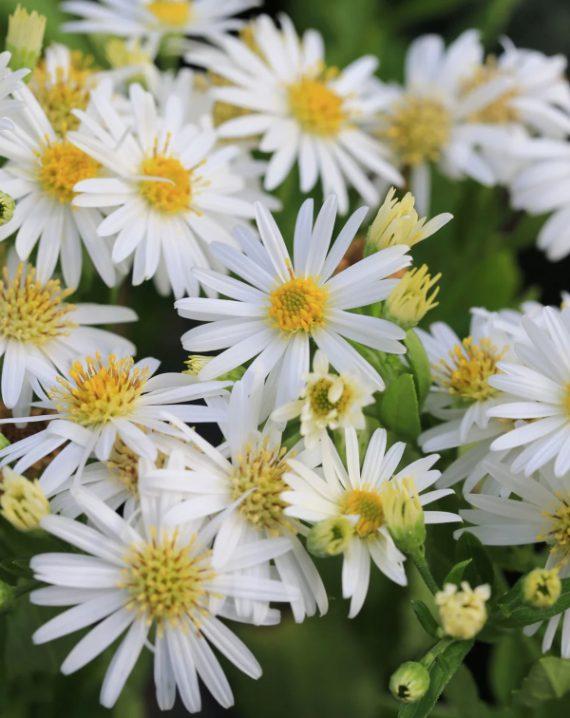 aster beli